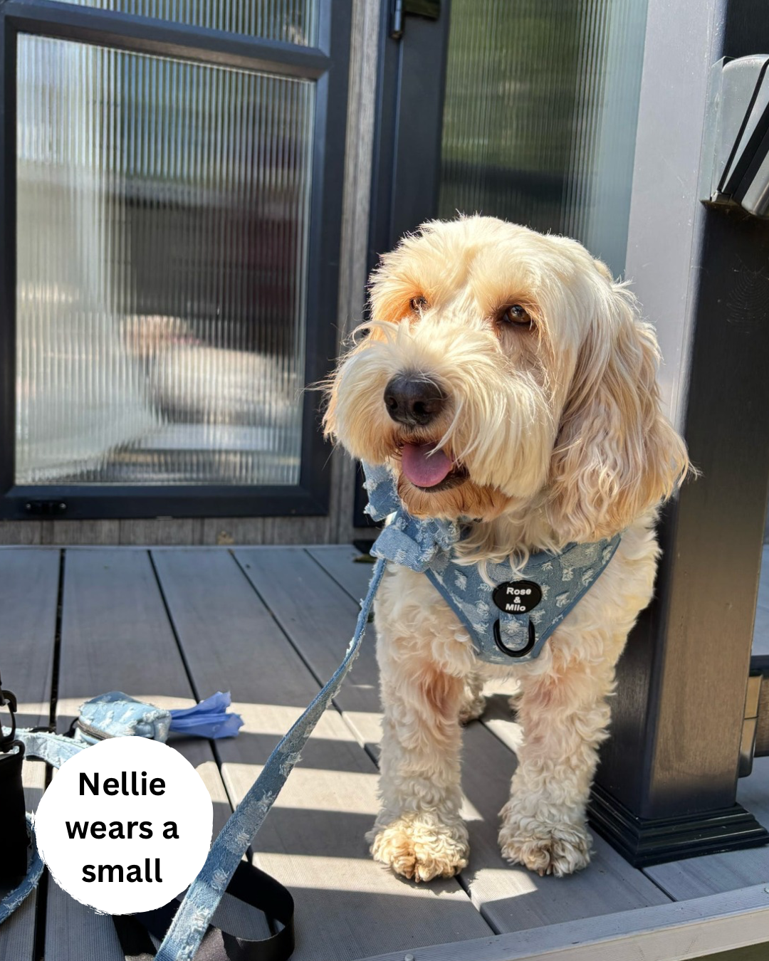 Doggy Denim Adjustable Dog Harness