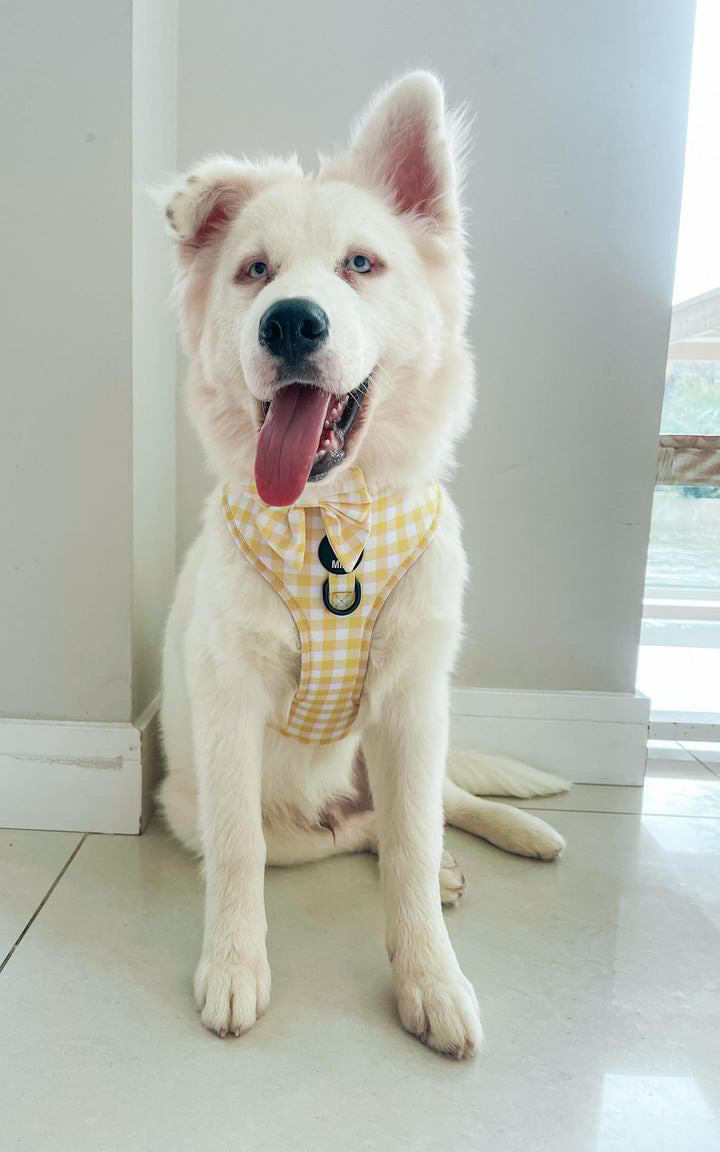 Large Adjustable Dog Harness £10