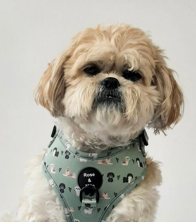 I Shih Tzu Not Adjustable Harness Green XXSmall