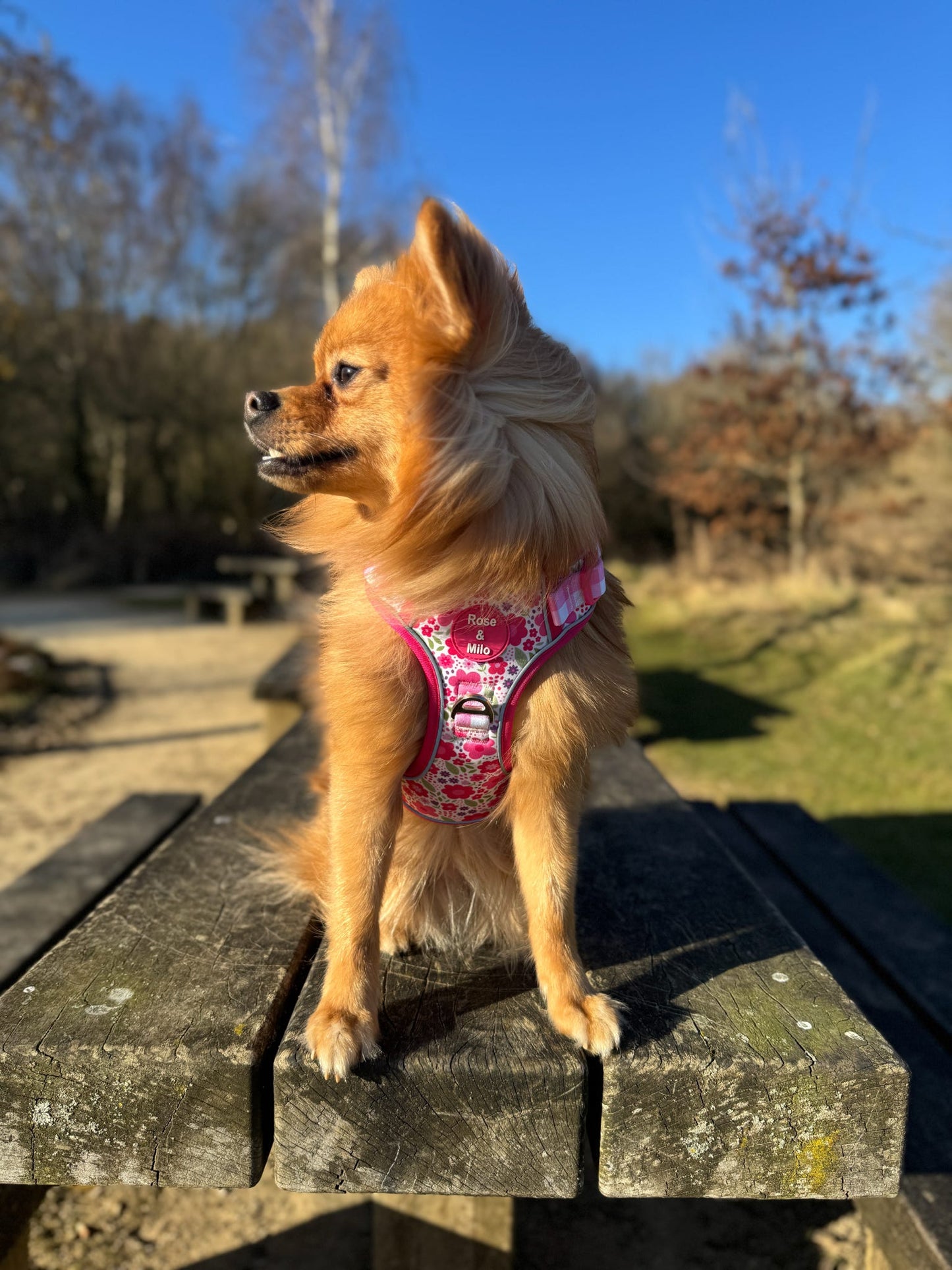 Pink Blooms Adjustable Walk & Go Harness