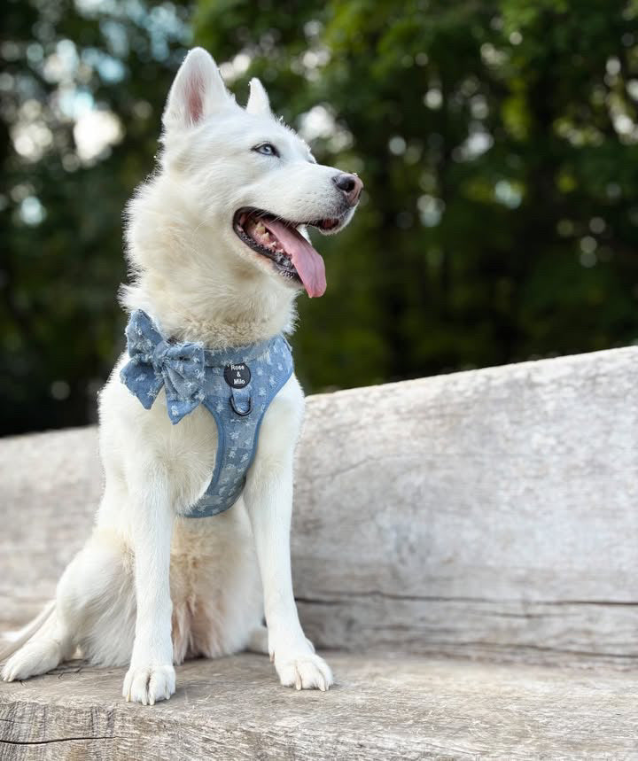 Doggy Denim Adjustable Dog Harness