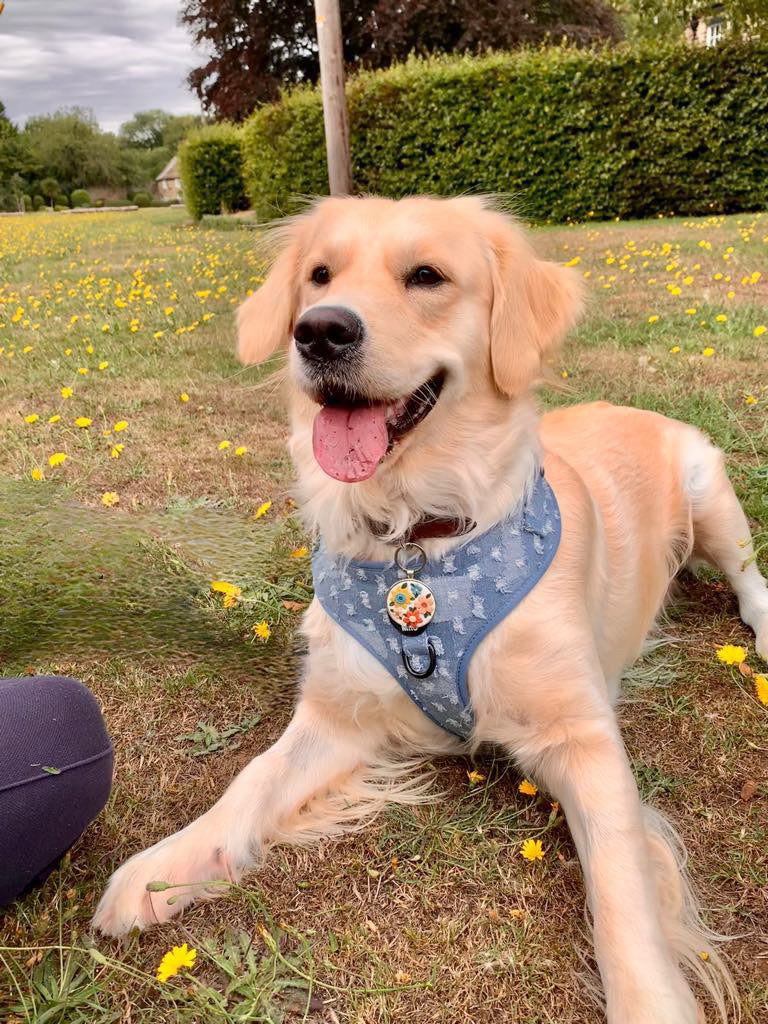 Doggy Denim Adjustable Dog Harness