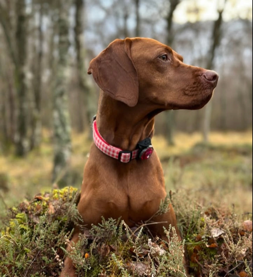 Dog Collar Red Gingham