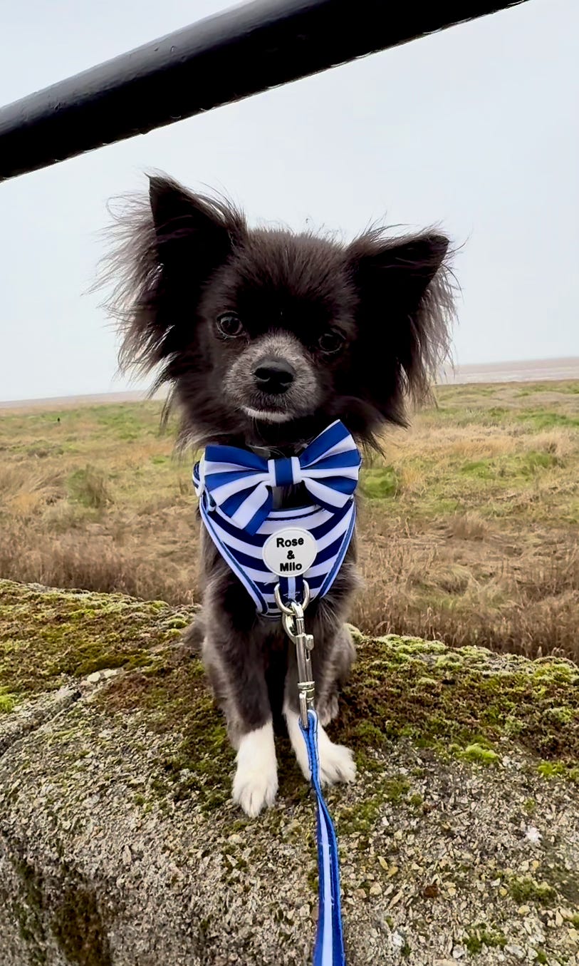 Blue Stripe Adjustable Dog Harness