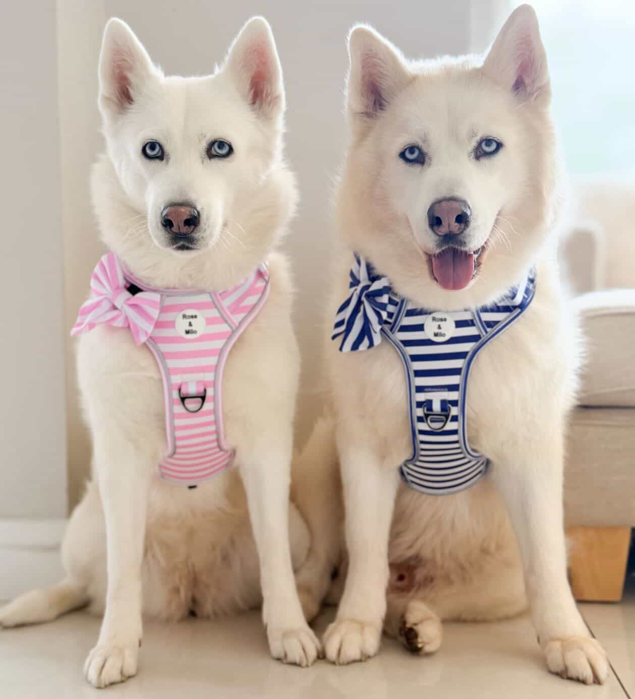 Pink Stripe Step-In Walk & Go Dog Harness