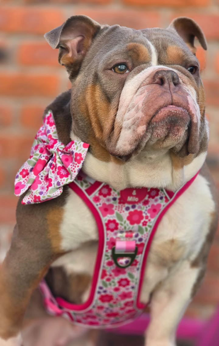 Pink Blooms Adjustable Walk & Go Harness