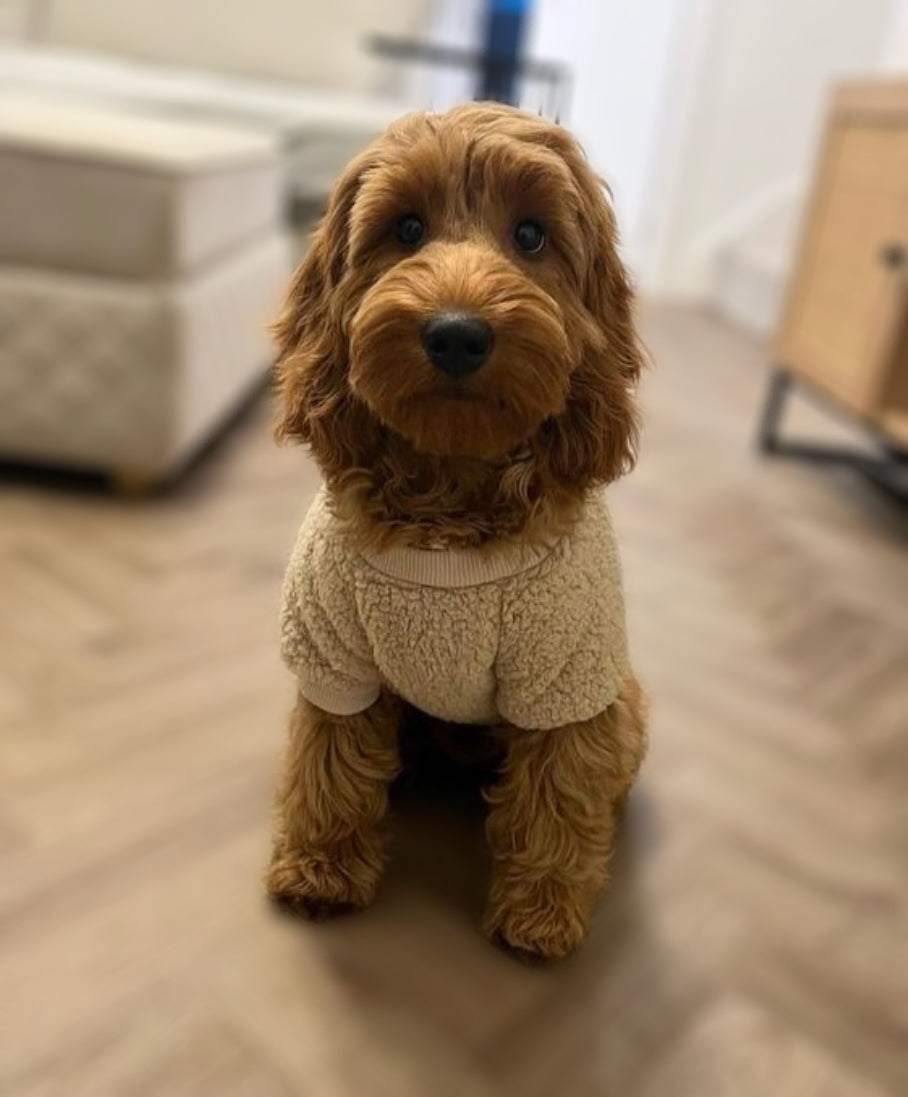 Teddy Bear Dog Jumper