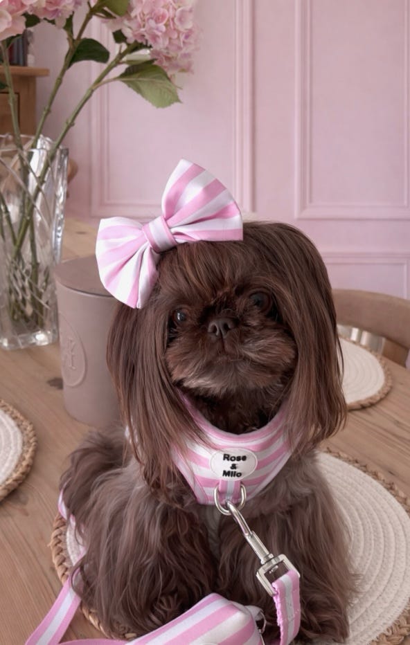 Pink Stripe Dog Bow Tie