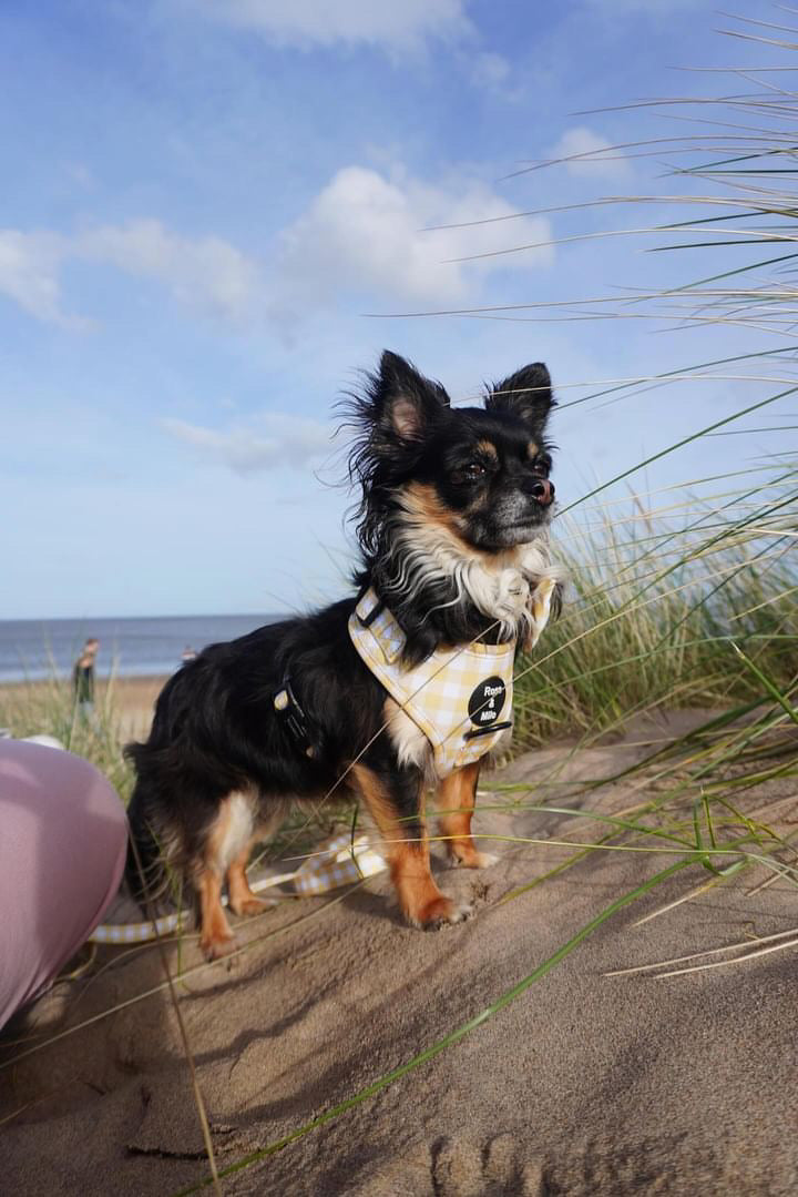 Lemon Check Adjustable Harness