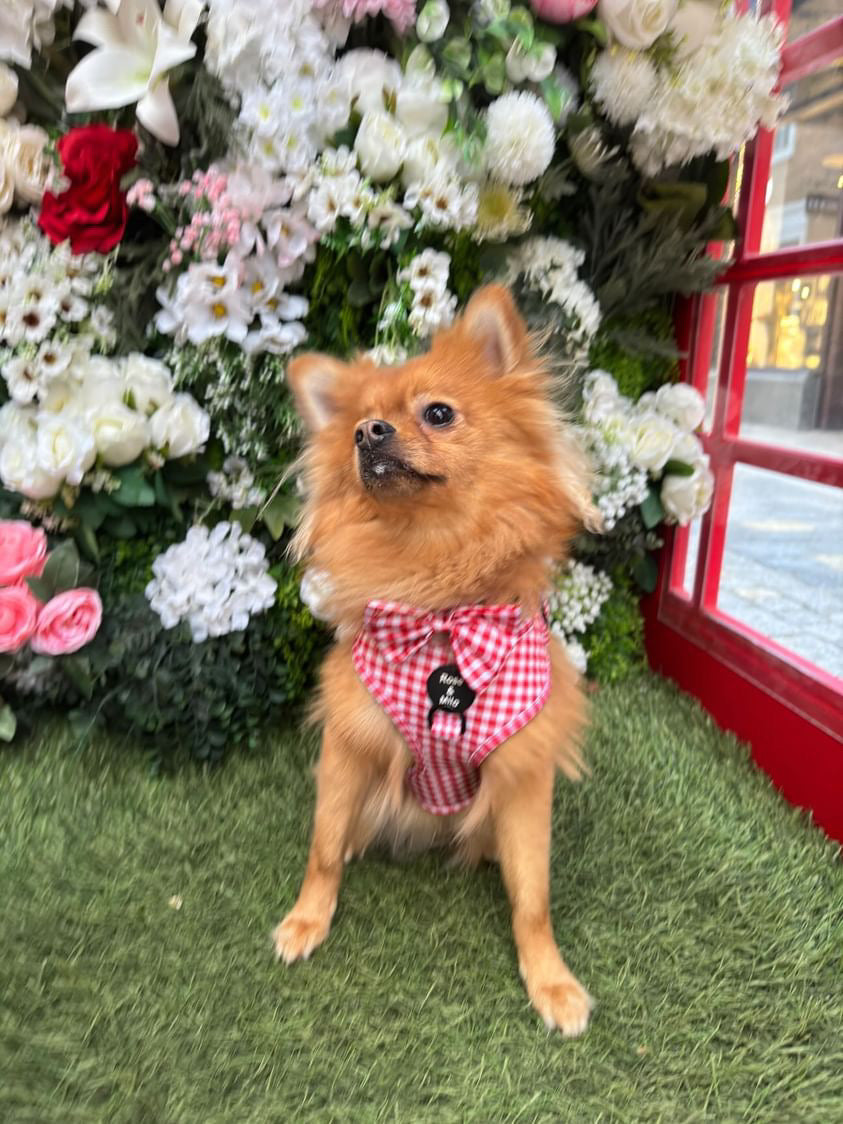 Red Gingham Adjustable Harness