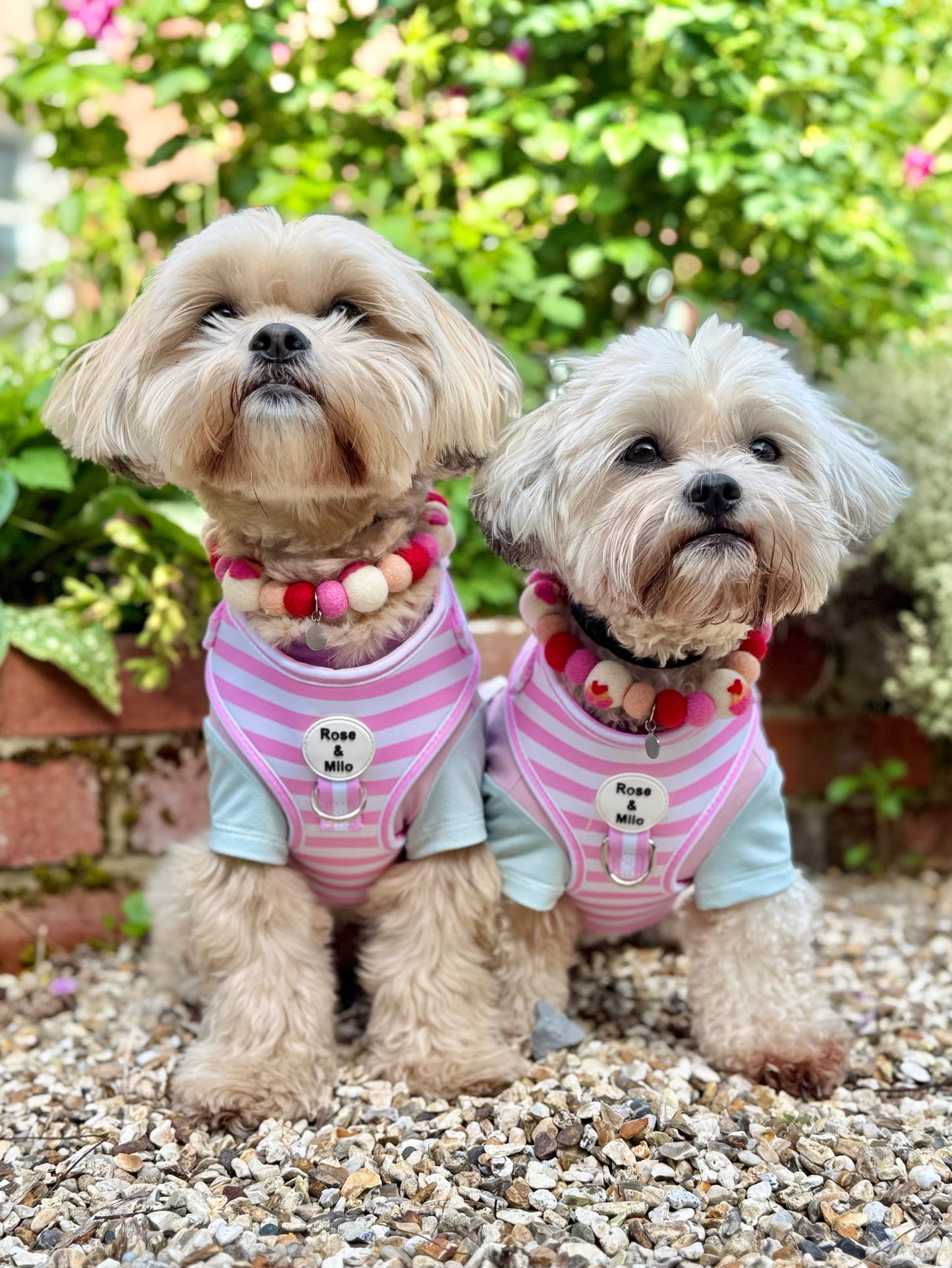 Pink Stripe Adjustable Dog Harness