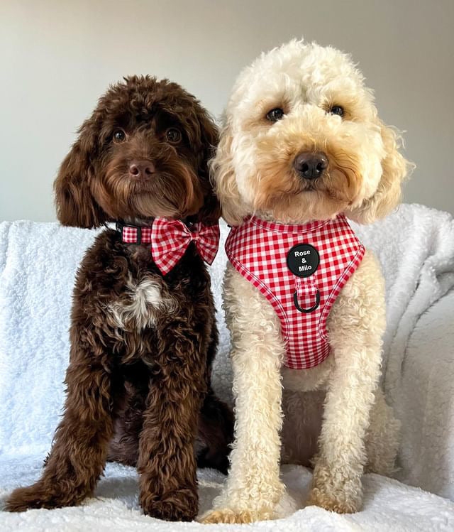 Red Gingham Adjustable Harness