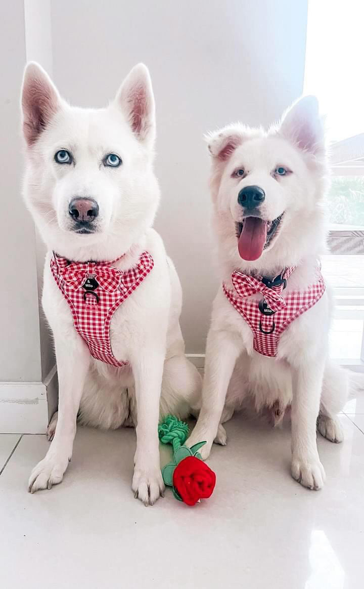 Red Gingham Adjustable Harness