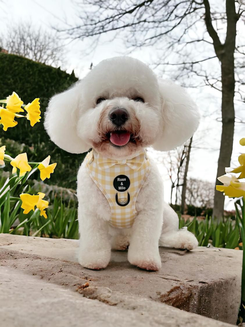 Lemon Check Adjustable Harness
