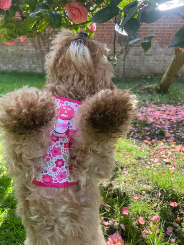 Pink Blooms Adjustable Dog Harness