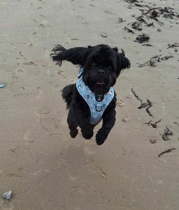I Shih Tzu Not Adjustable Harness Green XXSmall