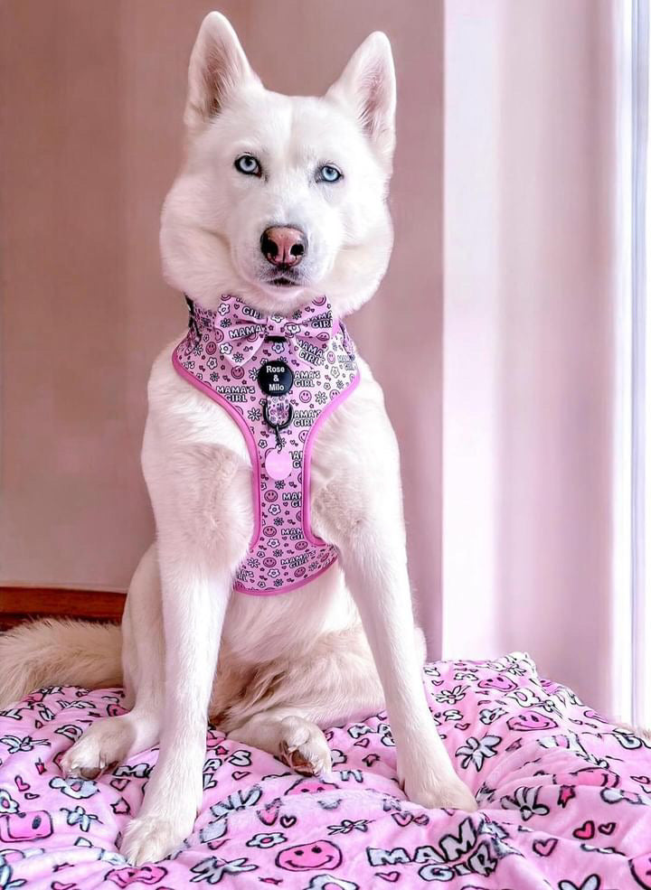 Large Adjustable Dog Harness £10
