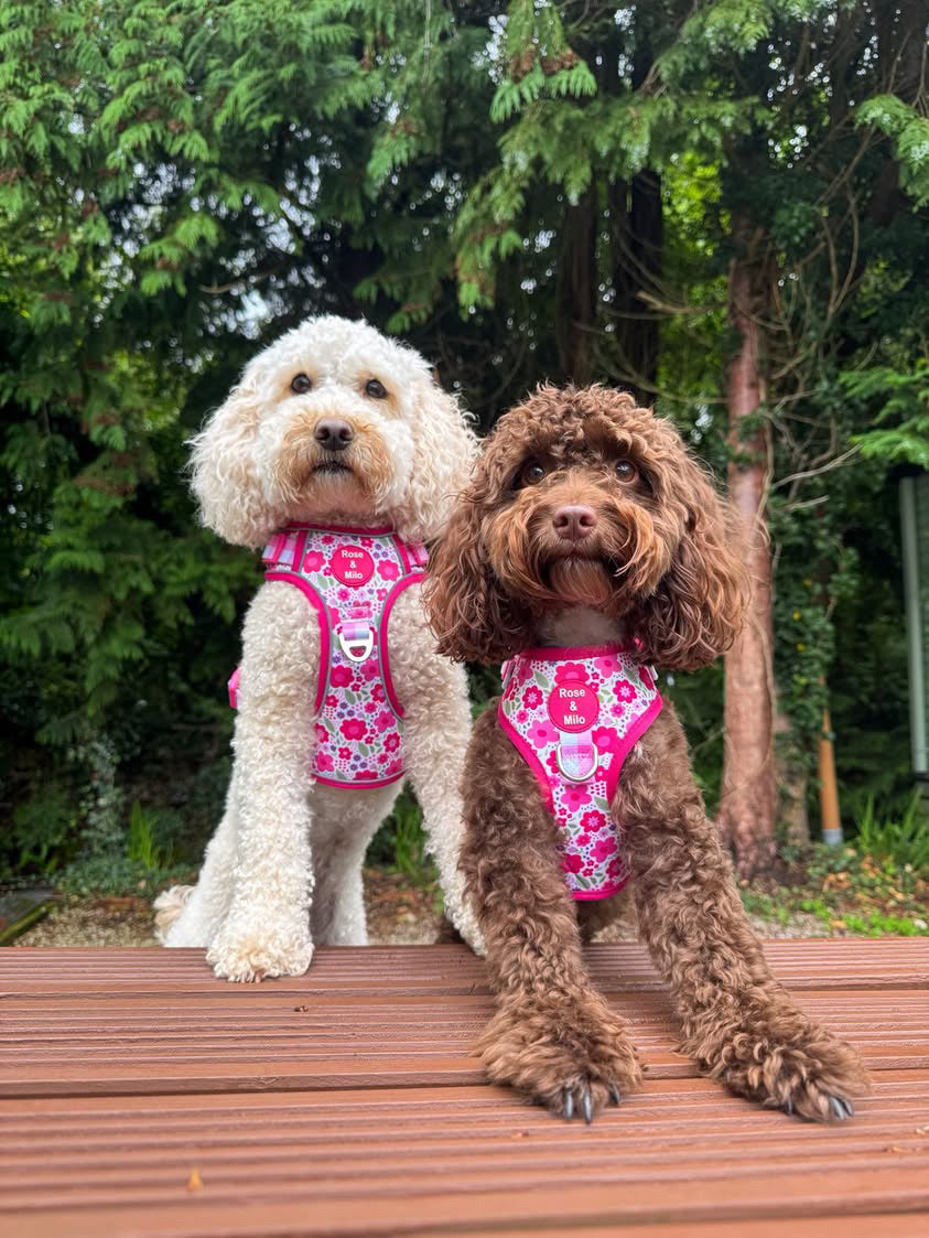 Pink Blooms Adjustable Dog Harness