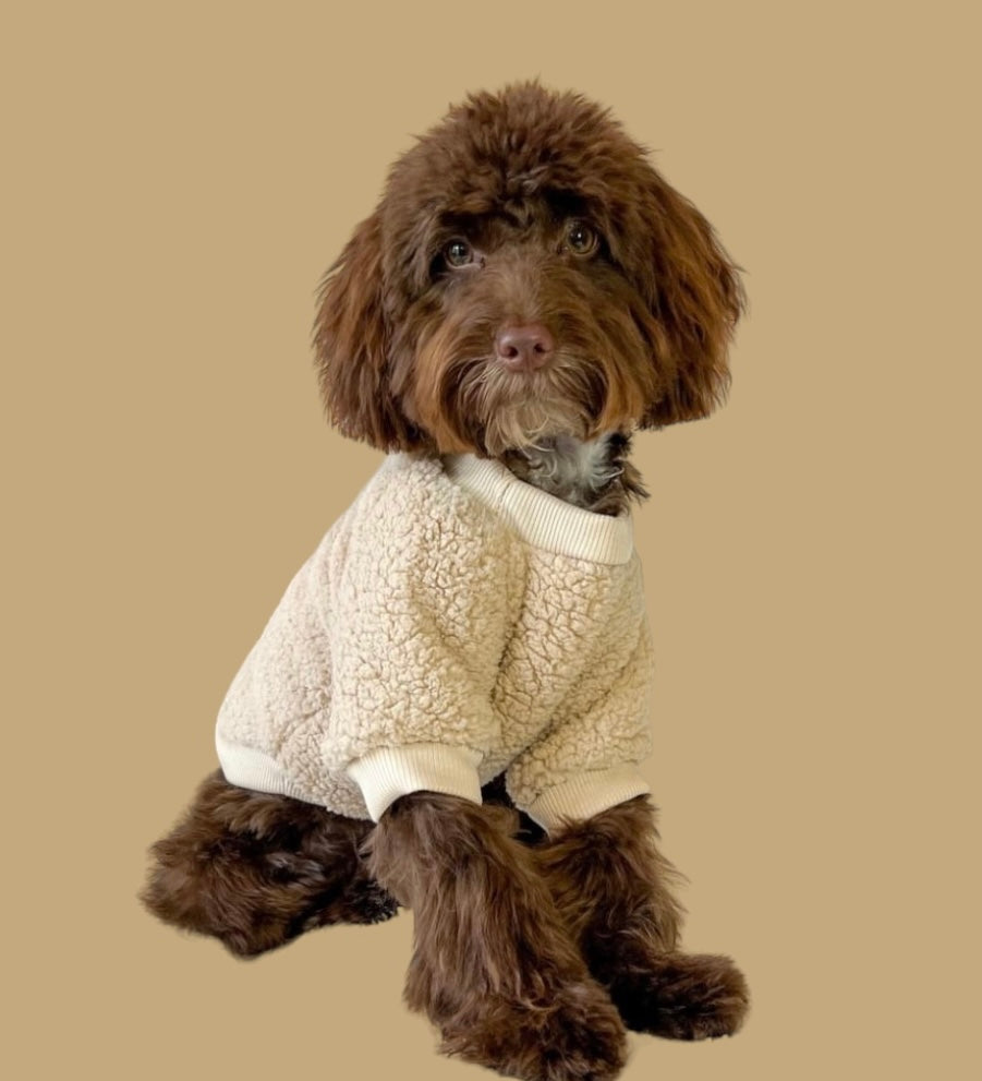 Teddy Bear Dog Jumper