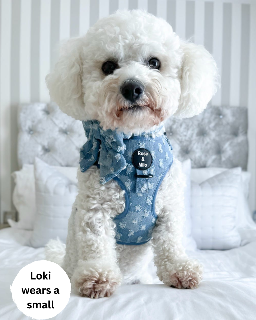 Doggy Denim Adjustable Dog Harness