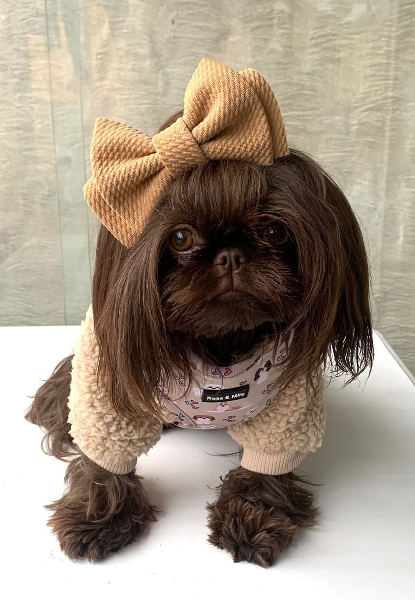 Teddy Bear Dog Jumper