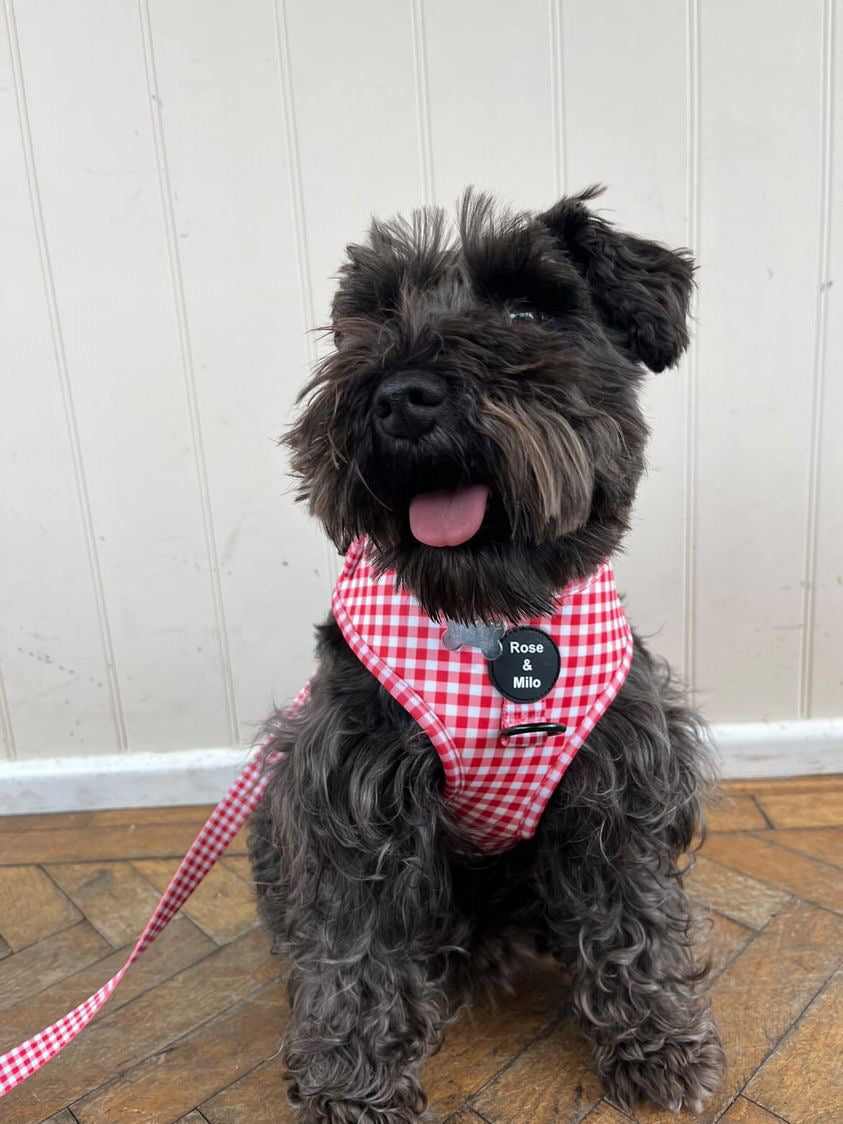 Red Gingham Adjustable Harness