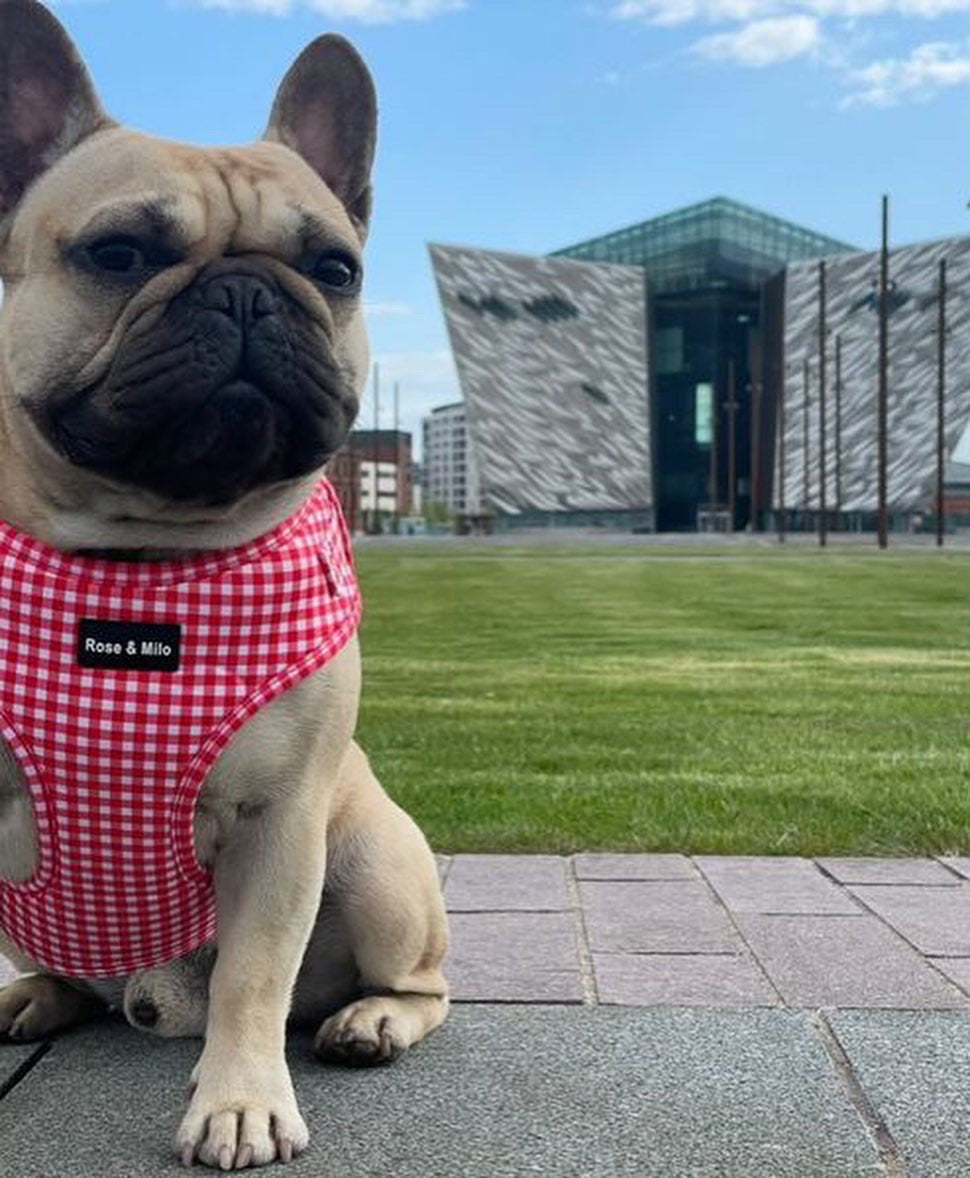 Red Gingham Adjustable Harness