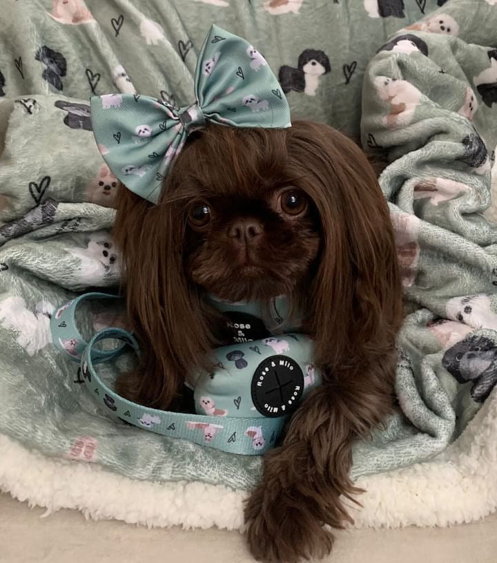 I Shih Tzu Not Adjustable Harness Green XXSmall