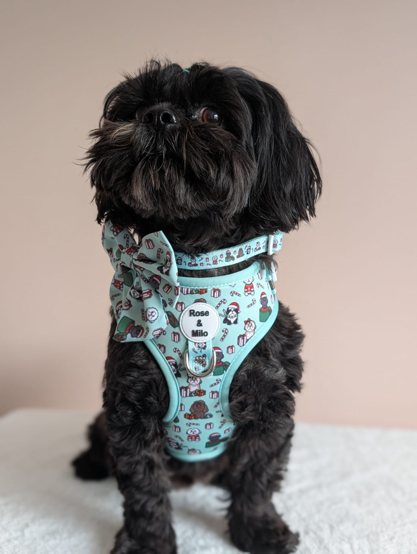 It’s Shihmass Dog Collar