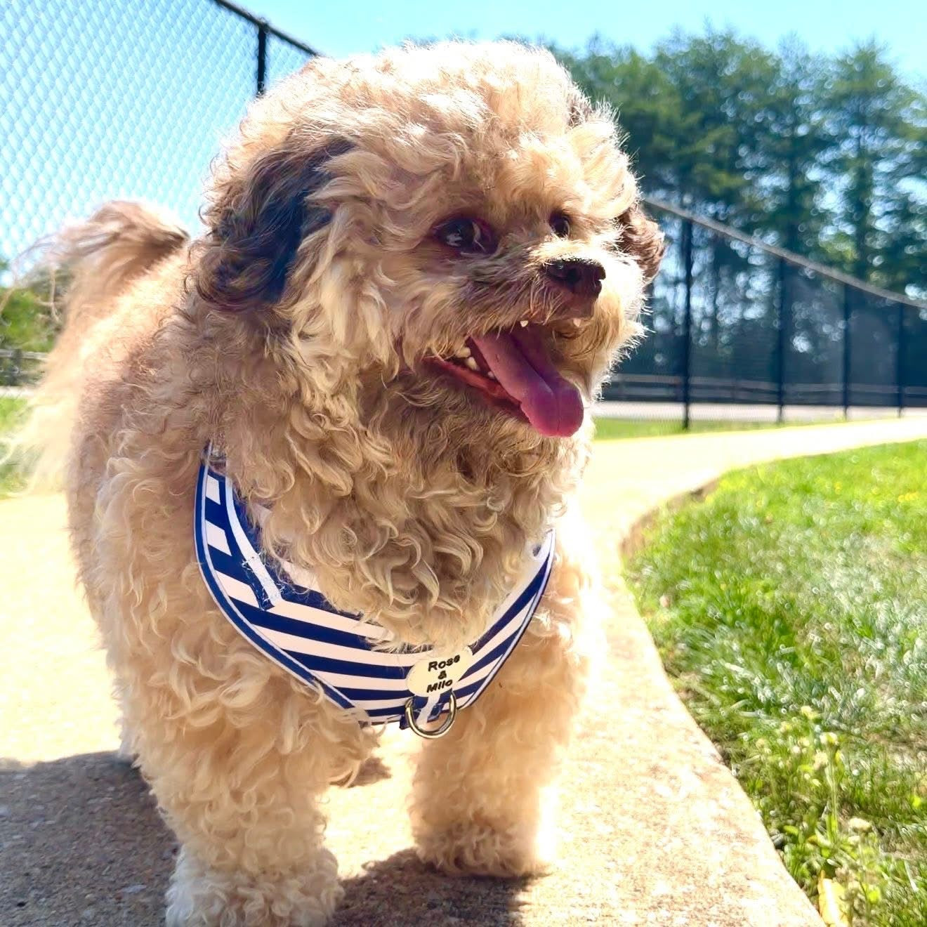 Blue Stripe Adjustable Dog Harness