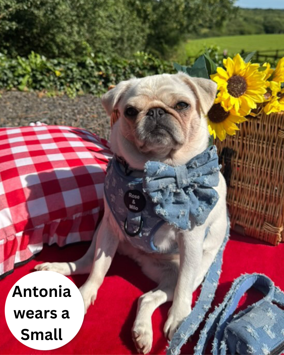 Doggy Denim Adjustable Dog Harness