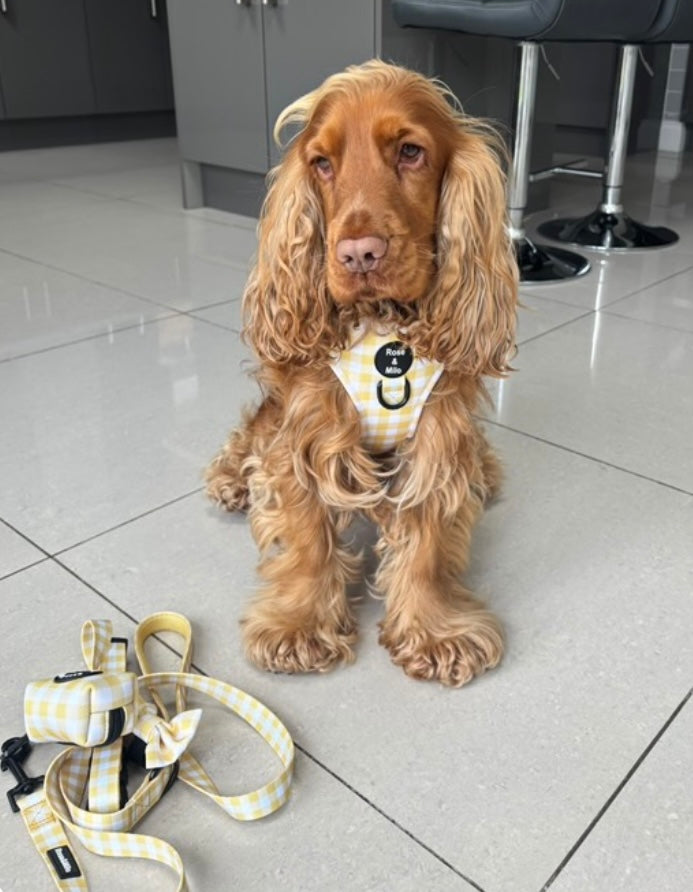 Lemon Check Adjustable Harness