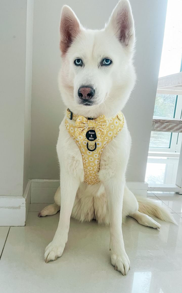 Large Adjustable Dog Harness £10