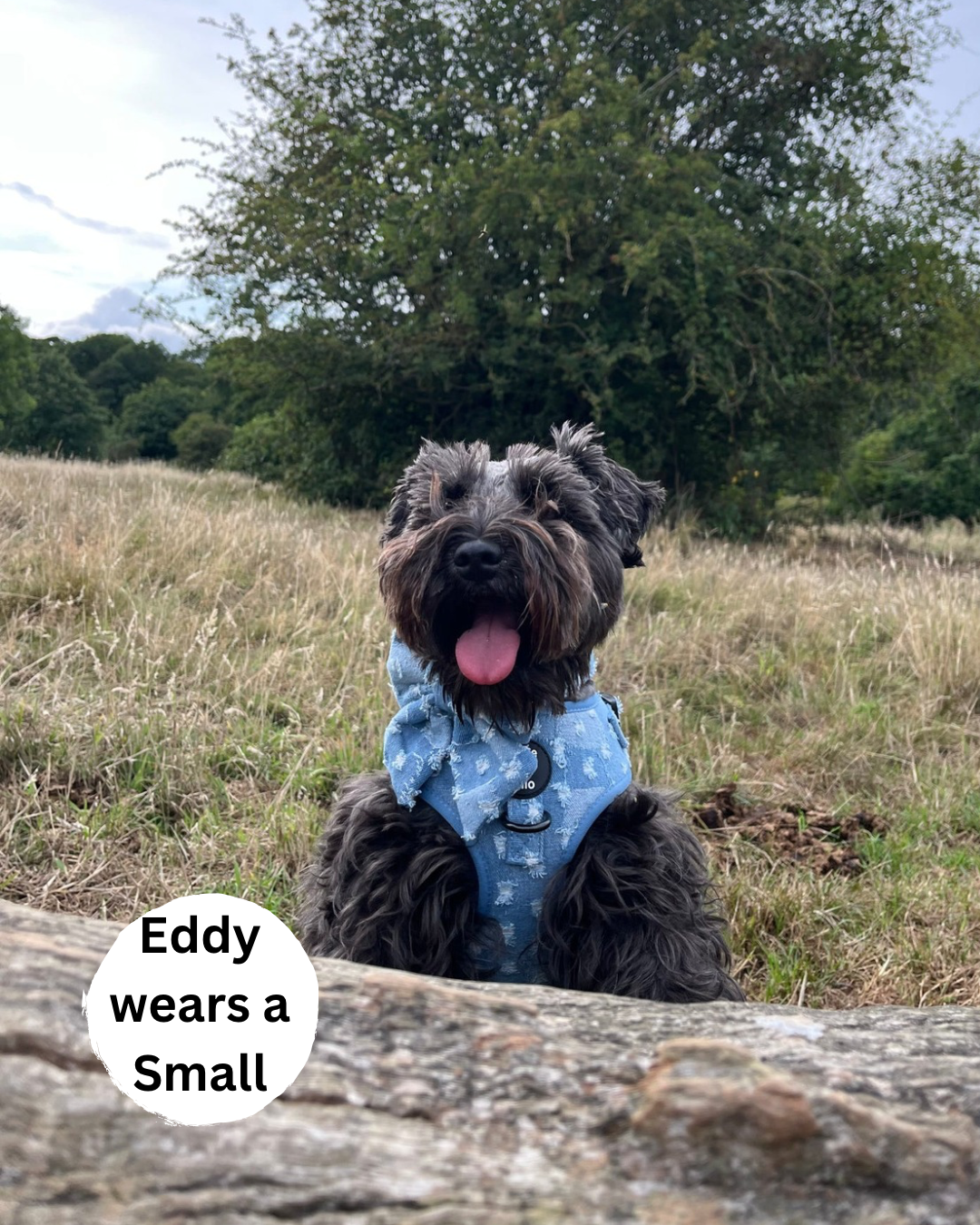 Doggy Denim Adjustable Dog Harness