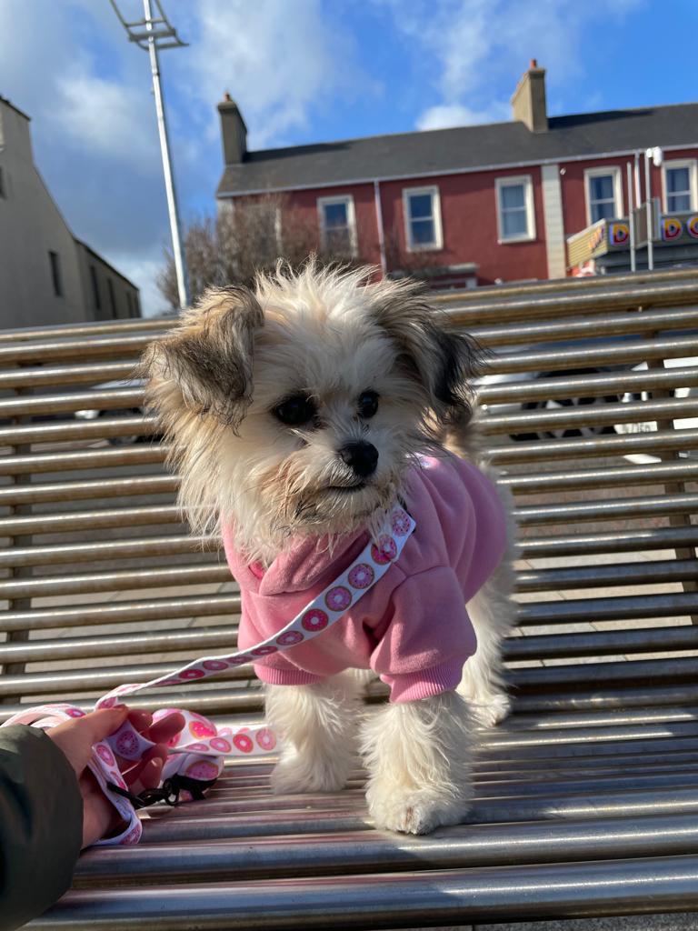 Cute Dog Hoodies Pink