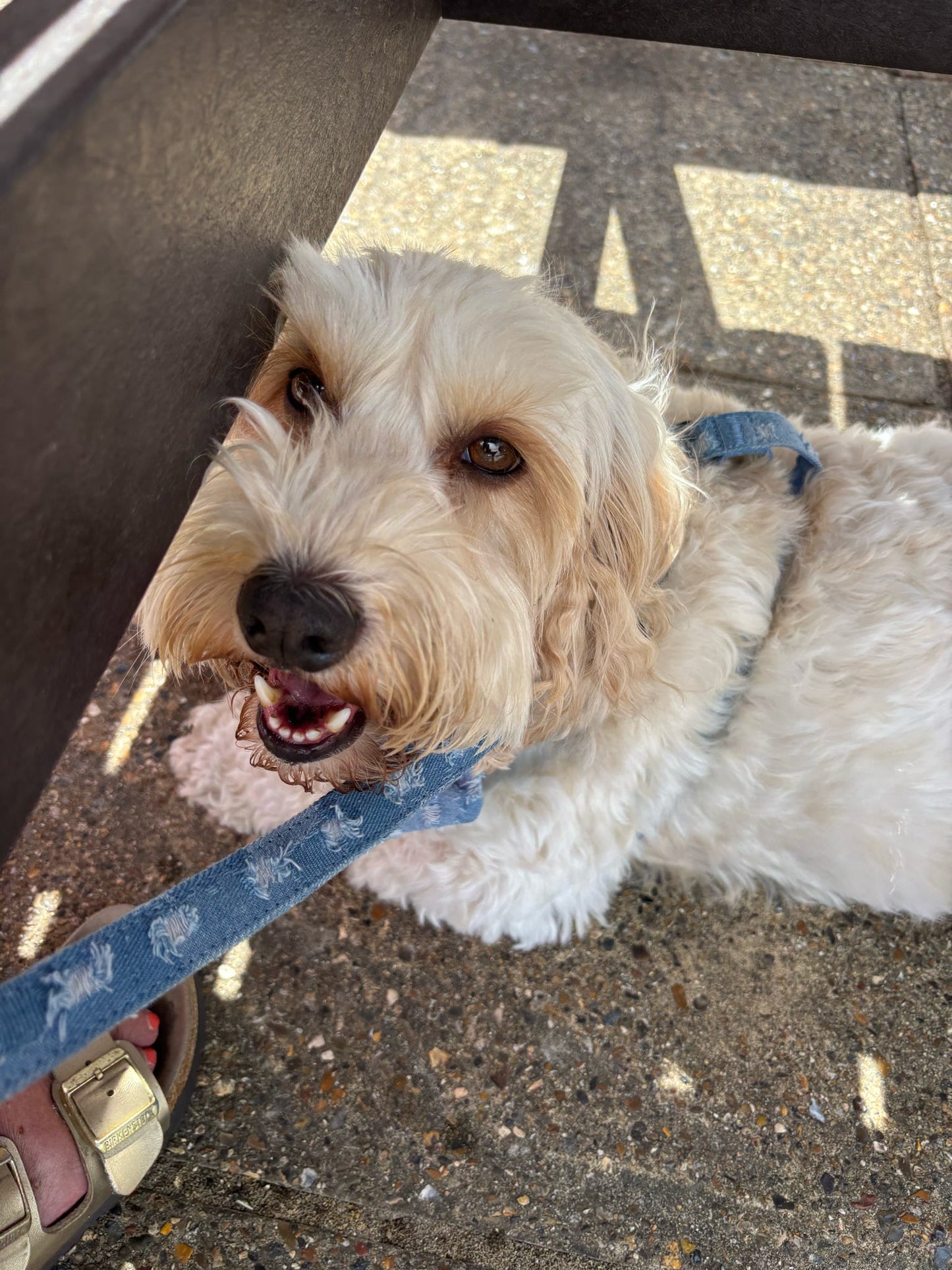 Doggy Denim 5ft Lead