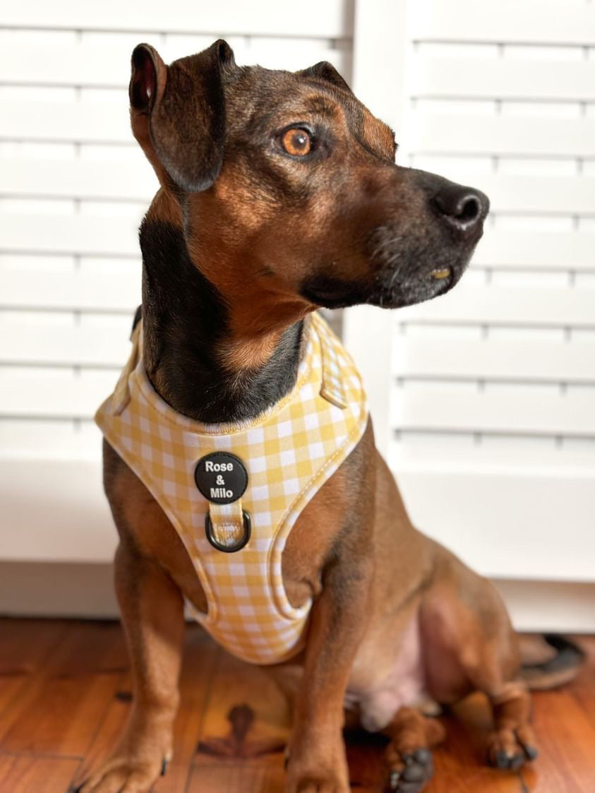 Lemon Check Adjustable Harness