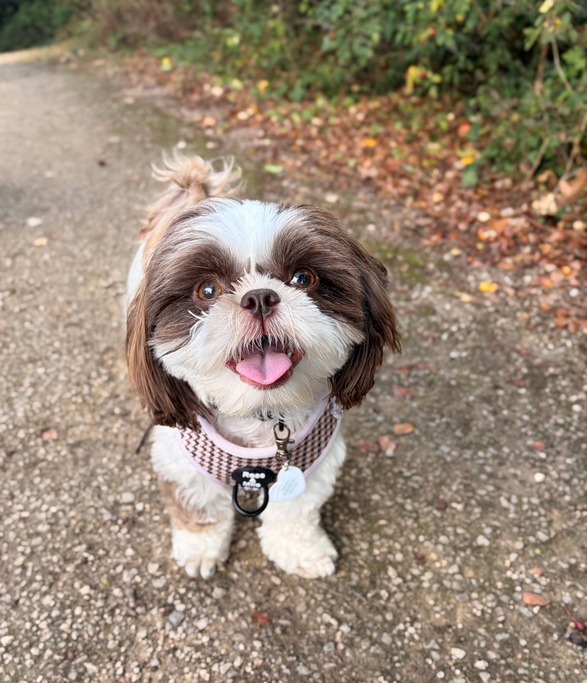 Beige Houndstooth Adjustable Dog Harness