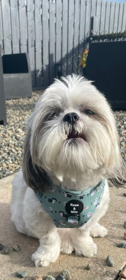 I Shih Tzu Not Adjustable Harness Green XXSmall
