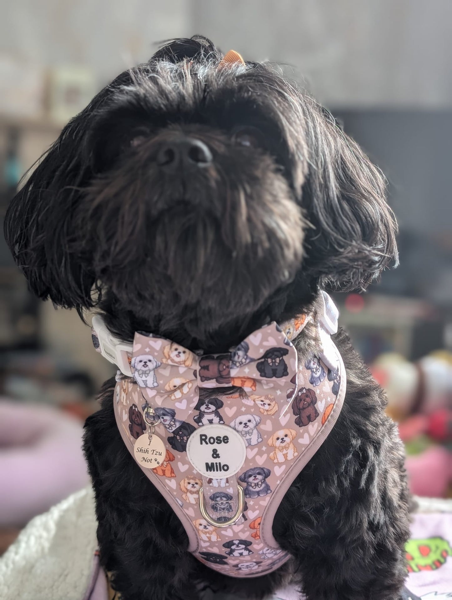 I Shih Tzu Not Tag