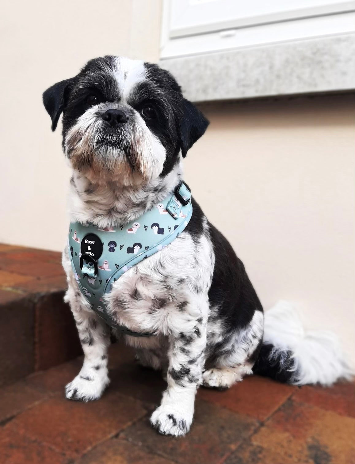 I Shih Tzu Not Adjustable Harness Green XXSmall