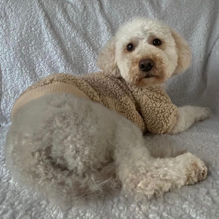 Teddy Bear Dog Jumper