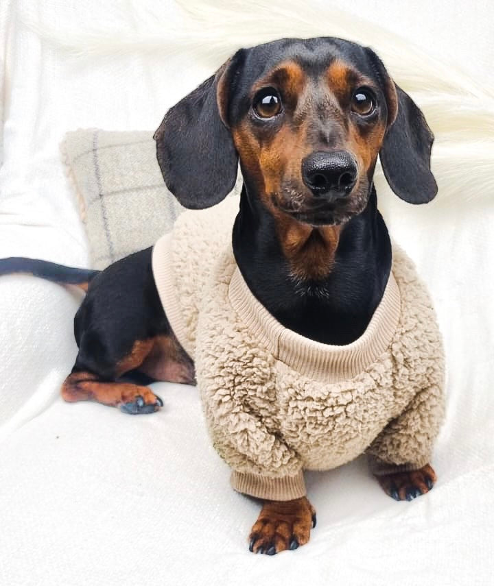 Teddy Bear Dog Jumper