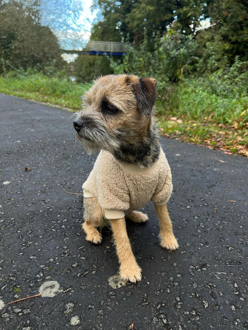 Teddy Bear Dog Jumper
