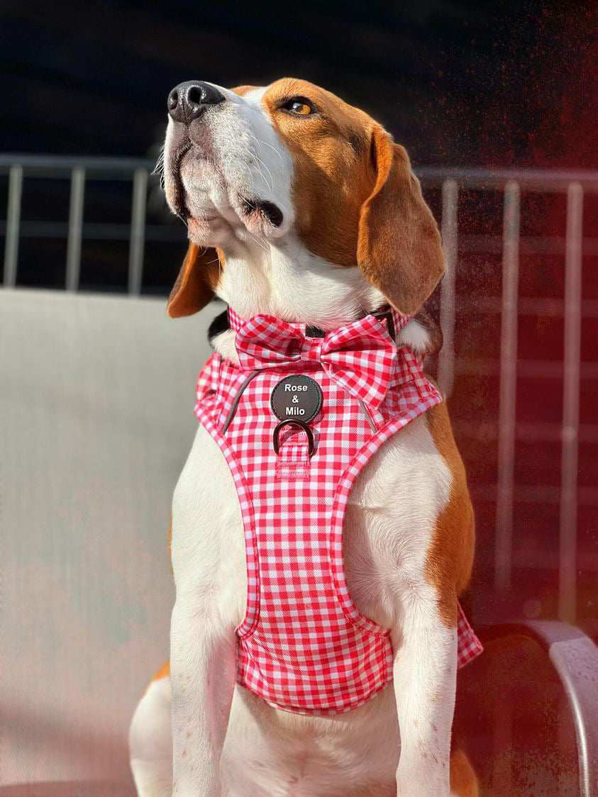 Red Gingham Ruff & Tuff Harness