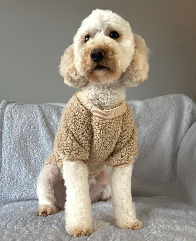Teddy Bear Dog Jumper