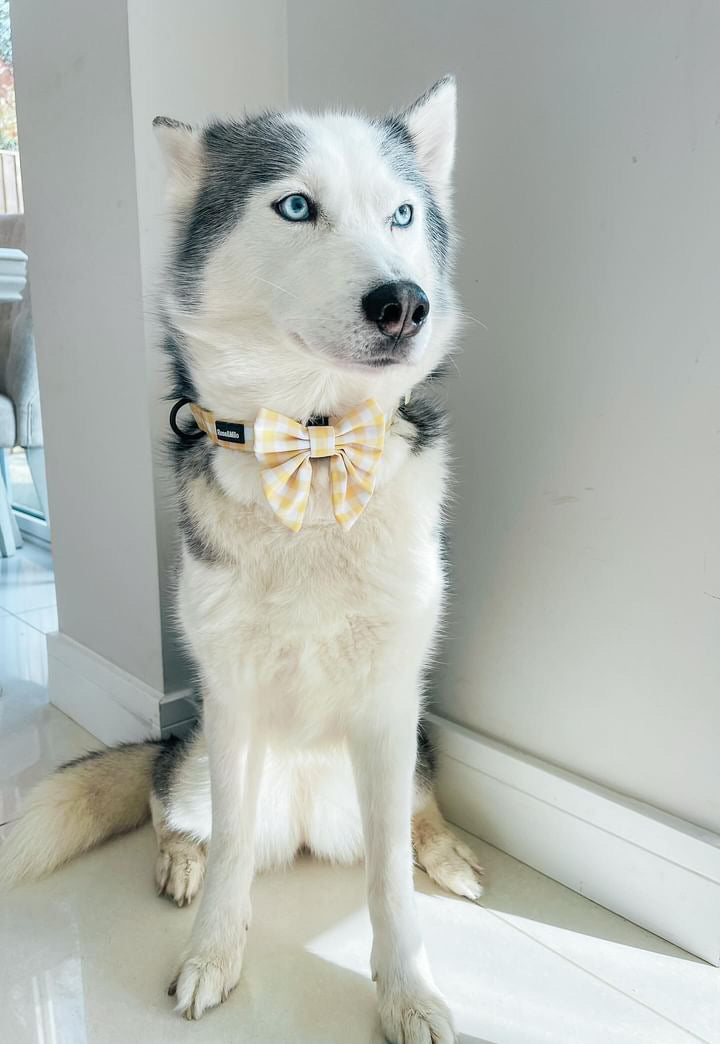 Lemon Check Sailor Bow