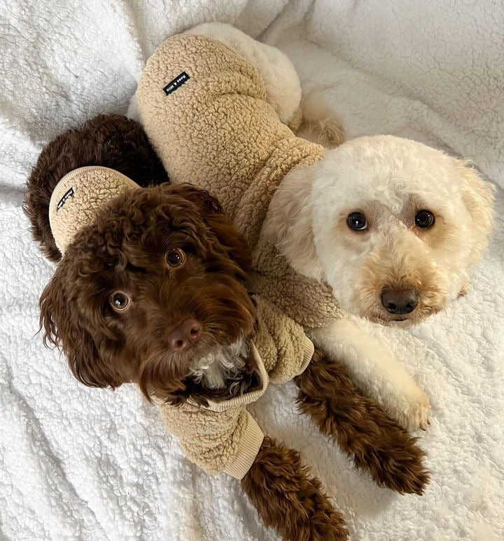 Teddy Bear Dog Jumper