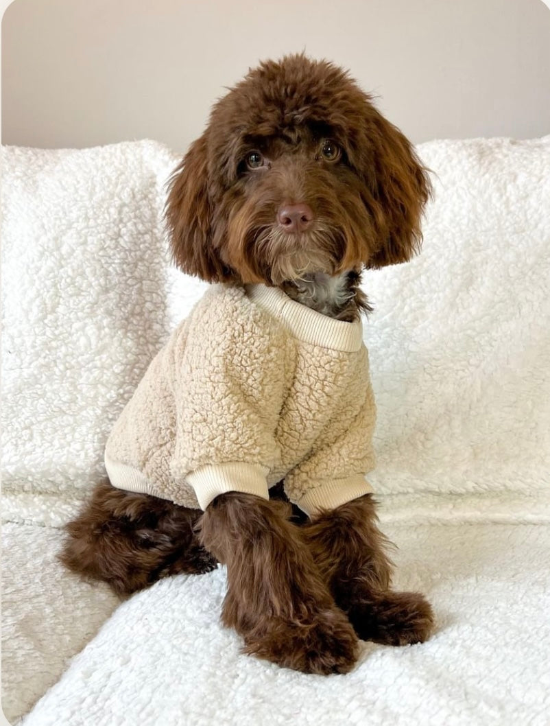 Brown teddy dog online