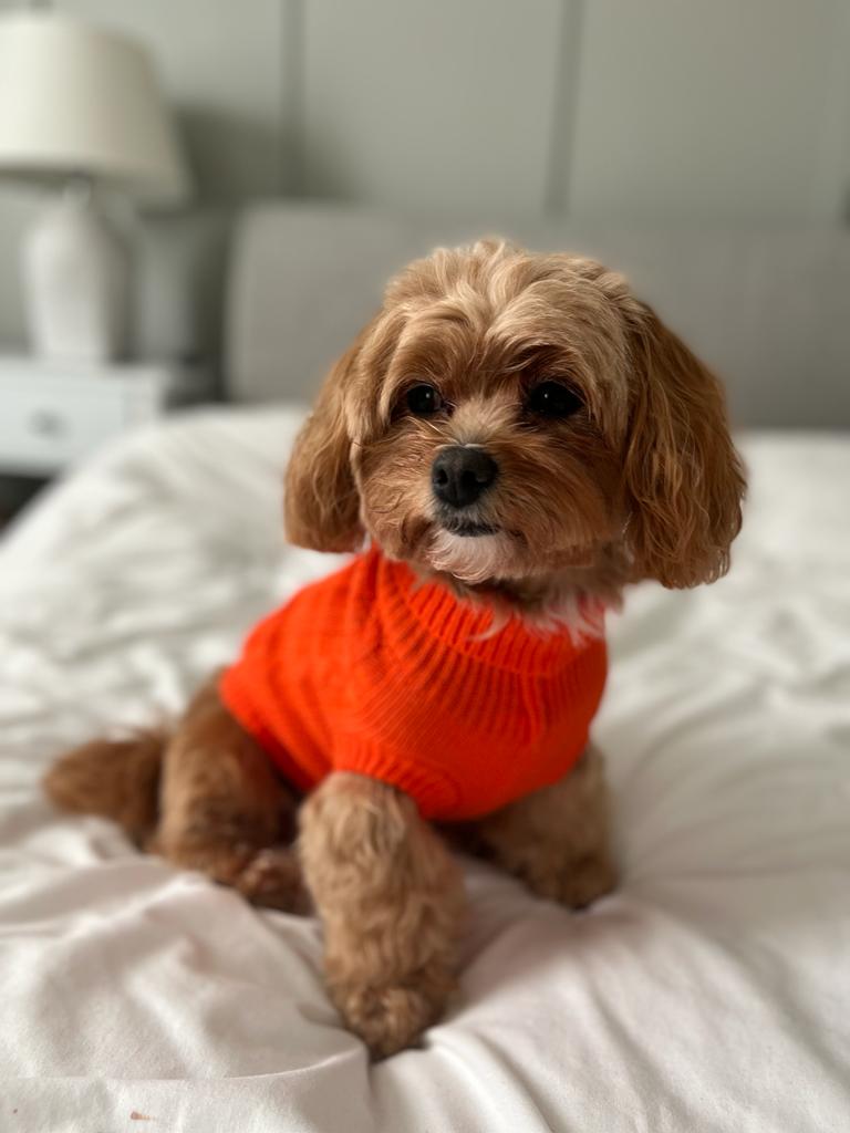 Fine Knit Cable Dog Jumper Bright Orange
